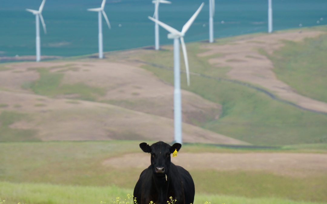 The national food strategy – the environmental angle